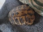 Hermanns : Male approx 9-10 years old (Sancho)
